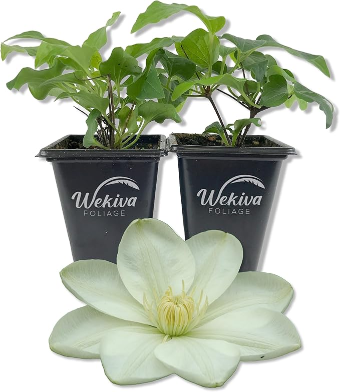 Clematis Guernsey Cream - 2 Live Starter Plants in 2 Inch Growers Pots - Starter Plants Ready for The Garden - Rare Clematis for Collectors