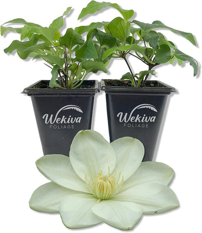 Clematis Guernsey Cream - 2 Live Starter Plants in 2 Inch Growers Pots - Starter Plants Ready for The Garden - Rare Clematis for Collectors
