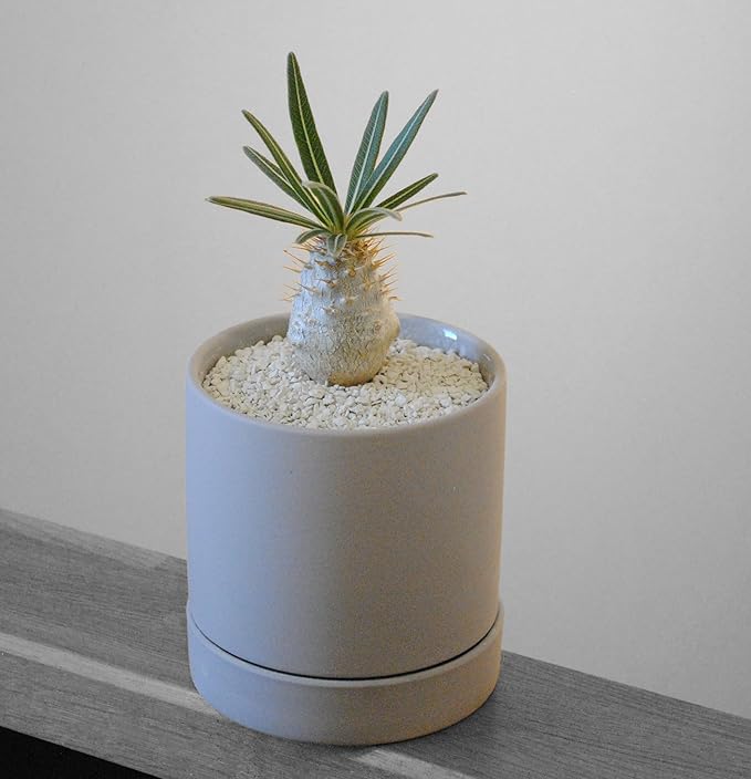 Sustainable Clean Soil for Succulents, Caudiciforms & Cacti, 3L (Coarse Grain) Made in Japan – Nutrient-Enriched, No Mess, Reusable-La Terra Crystal Grain