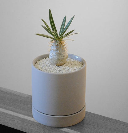 Sustainable Clean Soil for Succulents, Caudiciforms & Cacti, 3L (Coarse Grain) Made in Japan – Nutrient-Enriched, No Mess, Reusable-La Terra Crystal Grain