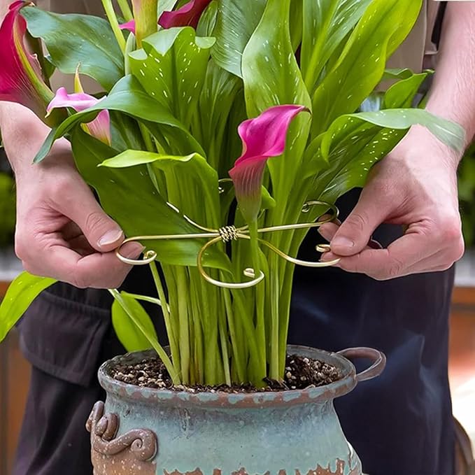 6 Pcs Plant Stem Support, Metal Monstera Plant Support Climbing Plant Stem Holder for Indoor Plant Care Stabilization and Support