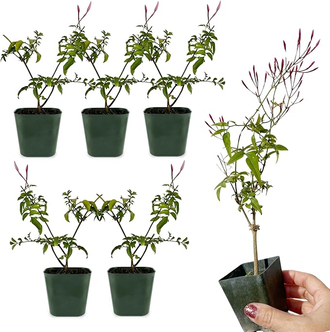 Generic Mini Pink Jasmine Vine, Fragrant and Live Houseplant, 2 Inch Pot, Jasminum Polyanthum (5)