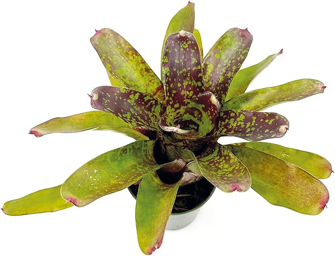 ragnaroc Live Plants – Bromeliad Neoregelia Fireball Aztec, 8-12", 4" - 1ct - Live Arrival Guaranteed - House Plants for Home Decor & Gift