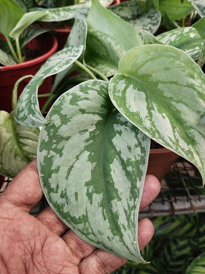 Satin Pothos - Live Plant in a 4 Inch Pot - Scindapsus Pictus - Elegant Indoor Houseplants Straight from The Nursery