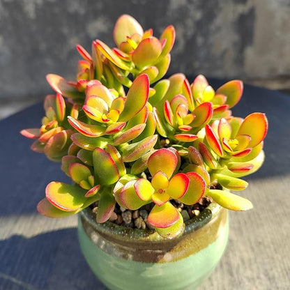 Dwarf Jade with Green Stripe Pot, Live Crassula Ovata Crosby's Compact, Rare Cute Succulent Plant in 4" Planter, Home Office Décor