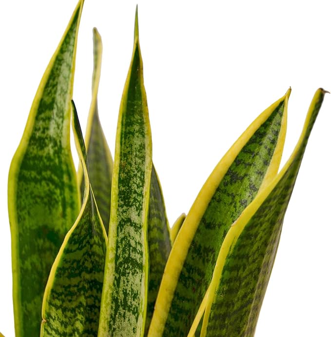 Snake Plant Laurentii | Sansevieria Trifasciata Live Plant for Indoor | Different Houseplants in 4'' & 6'' Pot | Real House Plant for Livingroom | Mother-in-law's Tongue
