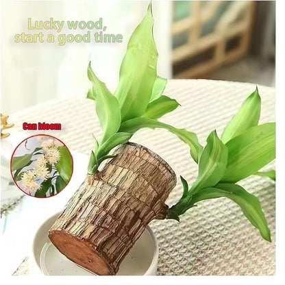 Brazilian Wood Plants,with Base and Mystery Doll Decorations, Easy to Plant in The Home Office to attracts Wealth,Lucky Wood Plant,Home Decoration