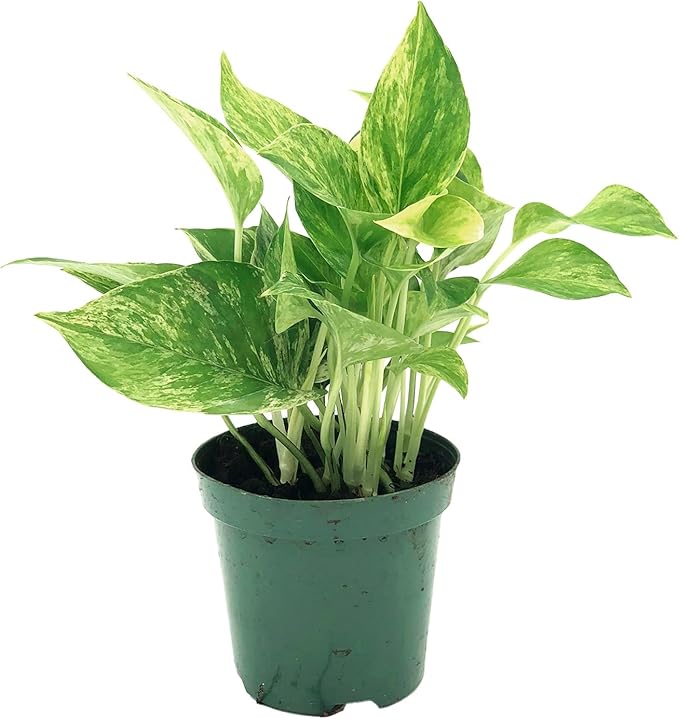 Live Pothos Plant - Epipremnum aureus ‘Marble Queen Pothos’ - ragnaroc Tropical Plant 5-8” Tall - 1ct Live Arrival Guaranteed - Low Maintenance House Plants for Home Decor & Gift