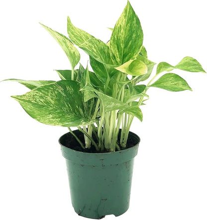 Live Pothos Plant - Epipremnum aureus ‘Marble Queen Pothos’ - ragnaroc Tropical Plant 5-8” Tall - 1ct Live Arrival Guaranteed - Low Maintenance House Plants for Home Decor & Gift