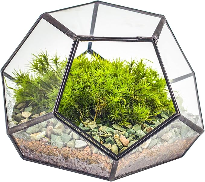 NCYP Small Glass Geometric Terrarium with Door -7.1x7.1x4.7 inches - Black Pentagon Closed Planter Pot for Succulents, Air Plants - Home Garden Office Tabletop Decoration Box (Terrarium Only)