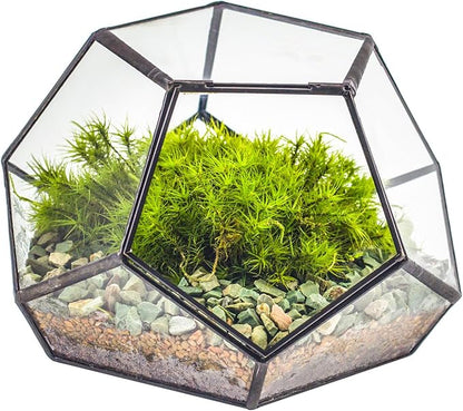 NCYP Small Glass Geometric Terrarium with Door -7.1x7.1x4.7 inches - Black Pentagon Closed Planter Pot for Succulents, Air Plants - Home Garden Office Tabletop Decoration Box (Terrarium Only)