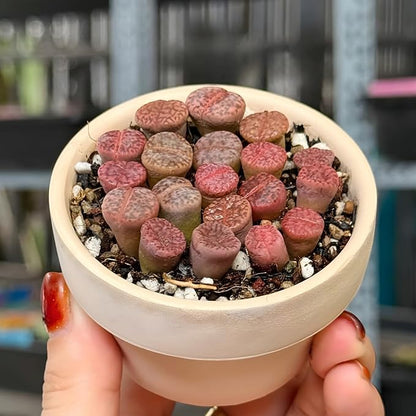 Pack of 30 Live Small Exotic Lithops Live Plants | Perfect for Lithops Starter, Great Terrarium Addition | Bare Root Without Soil or Pot, Easy to Grow and Ideal for Indoor/Outdoor Display