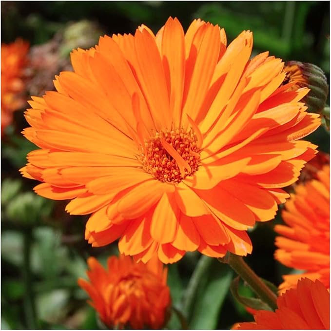 Seed Needs, Edible Wildflower Seed Packet Collection (7 Varieties of Flower Seed for Planting) Non-GMO & Untreated - Includes Viola, Pansies, Chives, Borage, Calendula, Nasturtium and Bee Balm