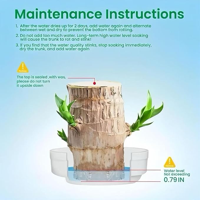 Lucky Wood Plant, Small Indoor Plant, Brazilian Wood Plants, About to Sprout, Office Desk Ornaments, Kitchen, Living Room, Home Decoration（Yellow）