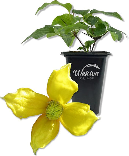 Clematis Tangutica - Live Starter Plant in a 2 Inch Growers Pot - Starter Plants Ready for The Garden - Rare Clematis for Collectors