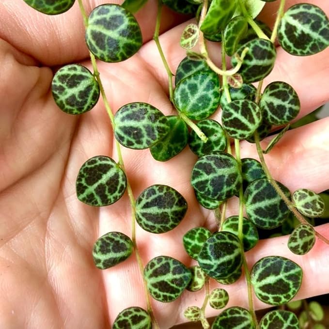 String of Turtles Live Plants, Easy Indoor Trailing Succulent in 3" Pot, Hanging Succulent Houseplant Indoor Outdoor Planting