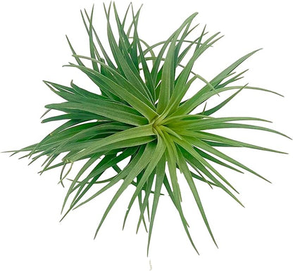 ragnaroc Air Plants - Flowering Tillandsia Pink Paske Large 5" - 2ct - Live Arrival Guaranteed - House Plants for Home Decor & Gift