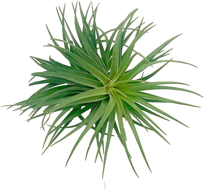 ragnaroc Air Plants - Flowering Tillandsia Pink Paske Large 5" - 5ct - Live Arrival Guaranteed - House Plants for Home Decor & Gift