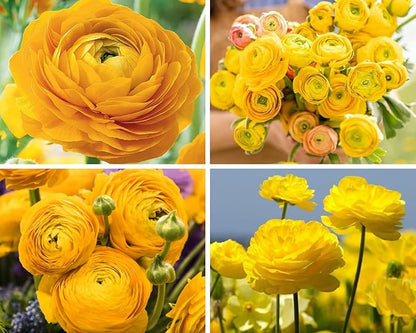 Mix Ranunculus Flowers Bulbs for Spring Planting, Perennial Flower Bulbs, Early Spring Flower to Plant Outside, Colorful Blooms Groundcover Bulbs, Top Size