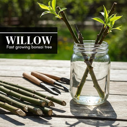 Eversong Weeping Willow Bonsai Tree Cutting to Grow - Thick Trunk Cutting - Great Gift - Fast Growing Indoor or Outdoor Bonsai, Living Desk Plant, Meaningful Present for Home or Office
