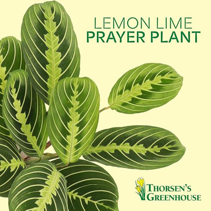 Thorsen's Greenhouse Lemon Lime Prayer Plant, Live Indoor Plant, Pet Friendly, Attractive Houseplant, Lemon Maranta, Natural Air Purifier, Easy to Grow, 4" Diameter Pot (Lavender)