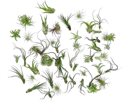 ragnaroc Air Plants Bulk - Tillandsia Variety Wholesale Pack, Regular 1-3" - 50ct - Live Arrival Guaranteed - House Plants for Home Decor & Gift