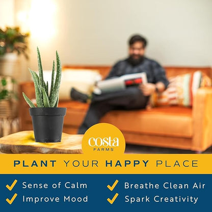 Costa Farms Aloe Vera Plant, Live Succulent, Easy Care Indoor Houseplant in Grower Pot, Room Air Purifier, Tabletop, Office, Desk or Home Décor, Housewarming, Garden Gift, 10-Inches Tall