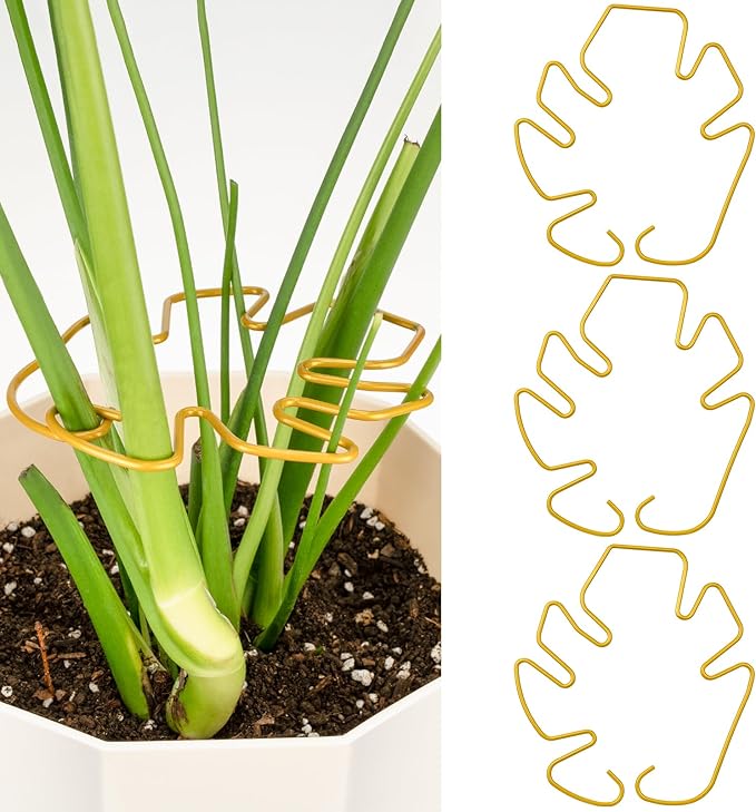 Monstera Plant Support 3 Pack, Plant Supports for Indoor Plants, Metal Plant Stem Holder Large Plant Support Ring Unique Design for Climbing Plants Stem Stabilizer Growth Accessories (Gold)