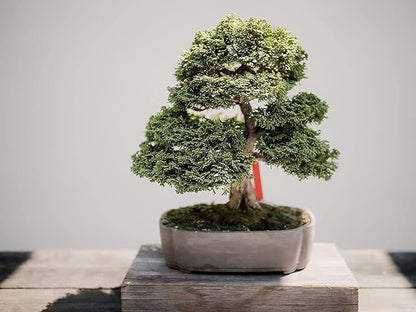Shimpaku Juniper | 3 Live 4 Inch Pots | Pre-Bonsai Juniperus Chinensis Plants | Symbol of Harmony Balance Meditation and Peace