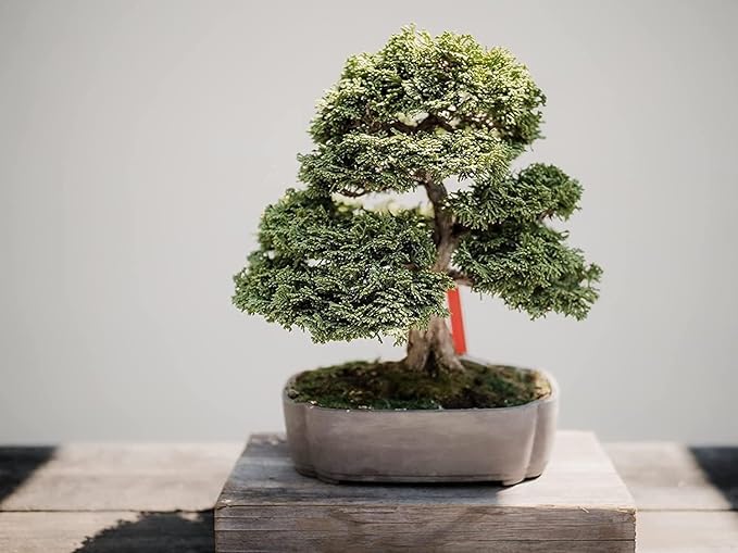 Shimpaku Juniper | 1 Live 4 Inch Pot | Pre-Bonsai Juniperus Chinensis Plants | Symbol of Harmony Balance Meditation and Peace
