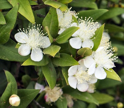 Biblical Myrtle Herb Plant - Myrtus - Ancient Herb - 4.5" Pot - Topiary