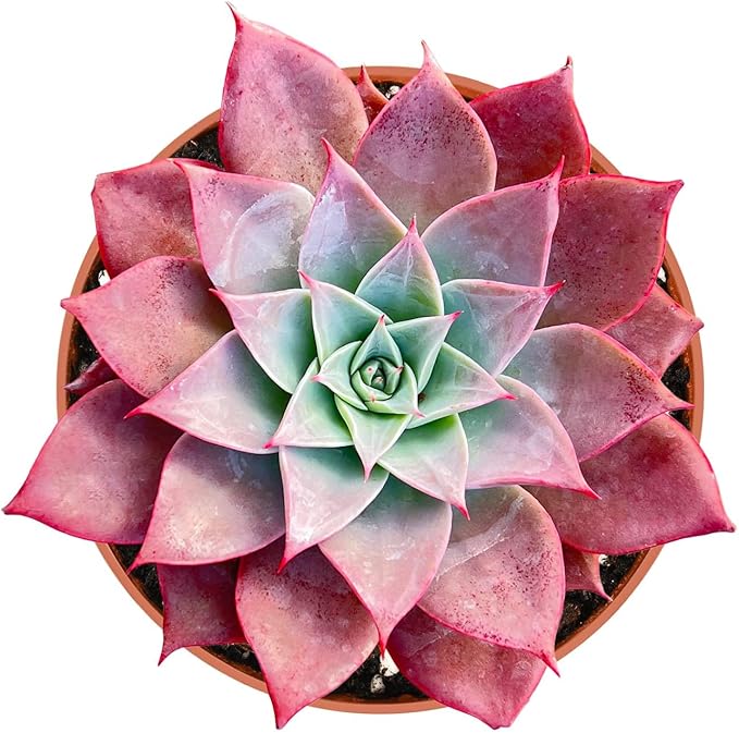 Live Succulent Plants (Echeveria 'Meiya'), Easy Care Houseplant for Home and Office Decor, Great Gift for Housewarming, Birthday, Thanksgiving
