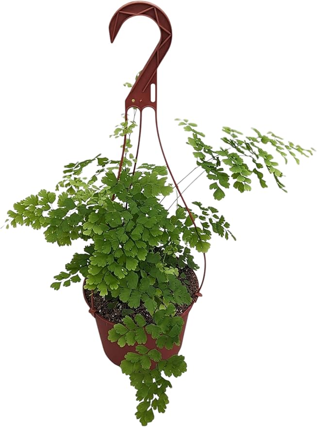Live Maidenhair Fern Plant in 6 Inch Hanging Pot, Indoor Houseplant with Delicate Green Foliage, Natural Home Decor