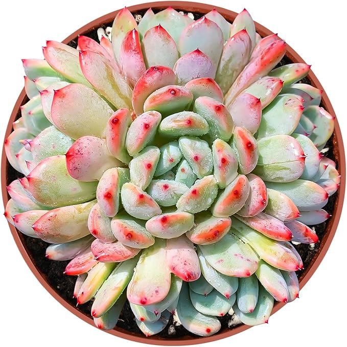 Live Succulent Plants Echeveria 'Biante', Rare Succulents Fully Rooted in 4" Pots with Soil, Easy-Care House Plant, with Heat Pack for Winter Shipping
