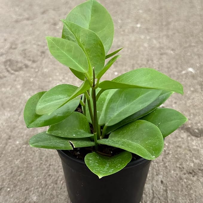 Hoya Skinneriana Live Plant | Hoya Cuttings Starter Plants | Succulent House Plants for Beginner | Rare Tropical Houseplants Plant Gifts (Heat Pack Included)