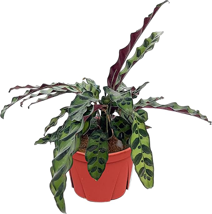 Calathea Lancifolia 'Rattlesnake' | Live Plant, Live Indoor, Easy to Care, and Low Maintenance Houseplant (6" pots Wide) (6-inch Pot)
