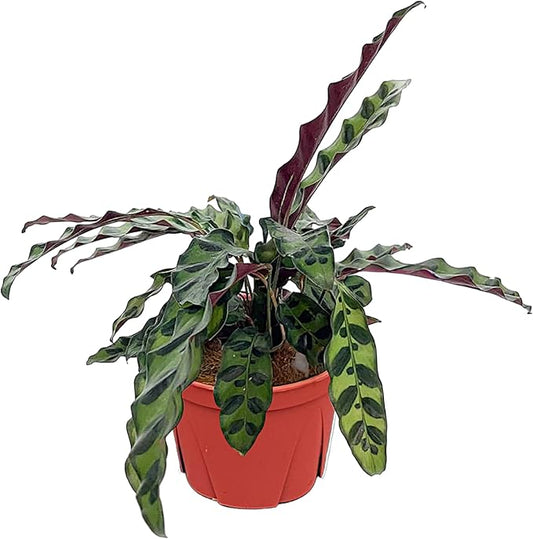 Calathea Lancifolia ‘Rattlesnake’ – Live Indoor Plant, Easy Care Low Maintenance Houseplant in 6″ Pot (Wide), Includes UniHeat Pack for Winter Protection