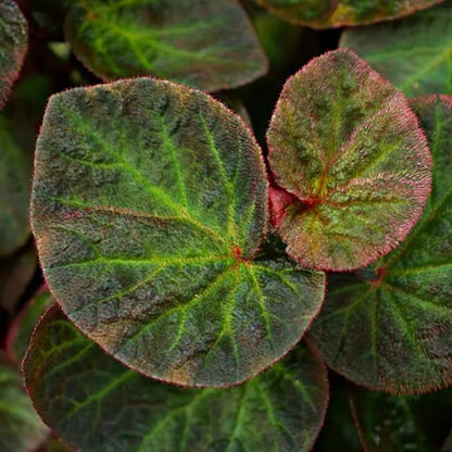 Begonia Plants Live, Rare Begonias Indoor Growing, Hanging Basket, Starter 5 to 9 Inc Tall (Trailing)