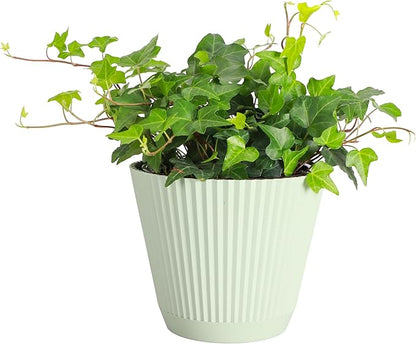 Thorsen's Greenhouse Live Green English Ivy Plant, Hedera Helix, Natural Air Purifier, Easy to Grow, Live Indoor Houseplant, (Sage - 6" Pot)