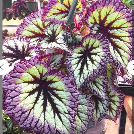 Begonia Plants Live, Rare Begonias Indoor Growing, Hanging Basket, Starter 5 to 9 Inc Tall (Fire)