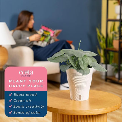 Costa Farms Scindapsus Platinum Java Live Plant in Self Watering Pot, Indoor Houseplant, Perfect for Home, Room, or Office Decor, Great House Warming or Birthday Gift, 9-12 Inches Tall
