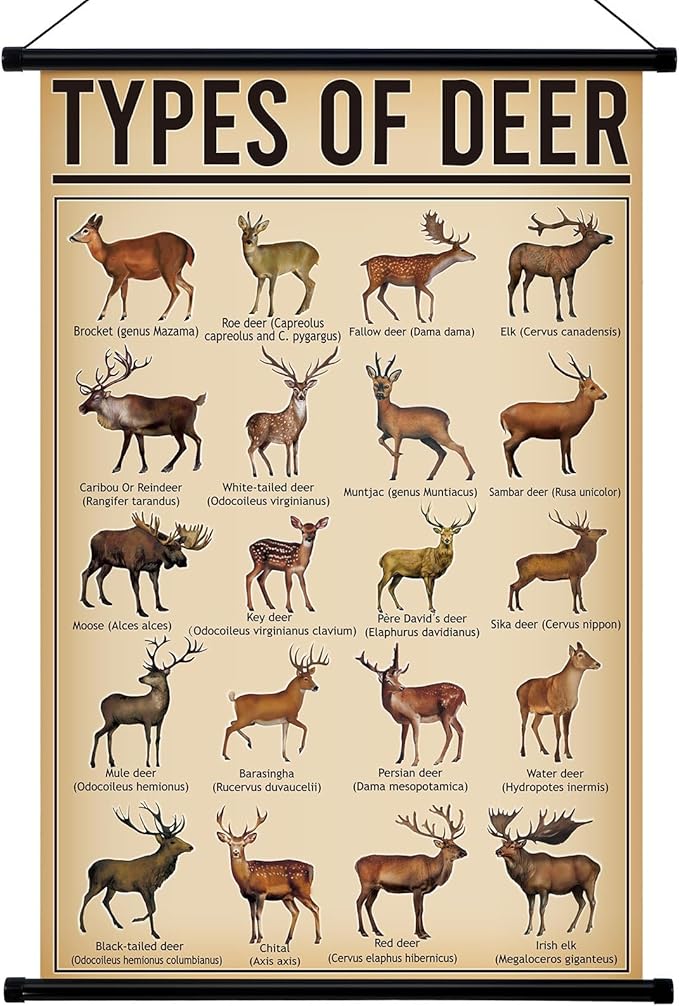 Geyee Deer Vintage Poster Wall Decor Deer Hunting Art Knowledge Picture Prints Wall Decor for Home Kitchen Office Classroom Living Room Bedroom Frame, 15.8 x 23.6 Inch