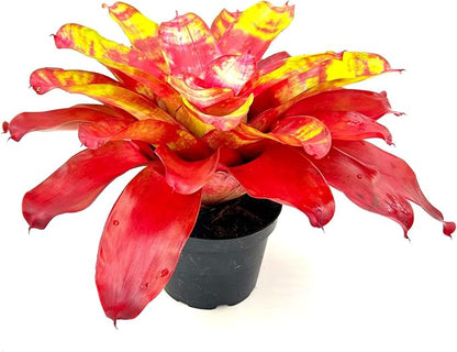 ragnaroc Live Plants – Bromeliad Neoregelia Golden Gate, 8-12" in 6" Pot - 1ct - Live Arrival Guaranteed - House Plants for Home Decor & Gift
