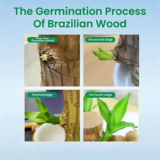 Lucky Wood Plant, Indoor Plant, Brazilian Wood Plants, About to Sprout, Office Desk Ornaments, Kitchen, Living Room (Color-Mixing-1)