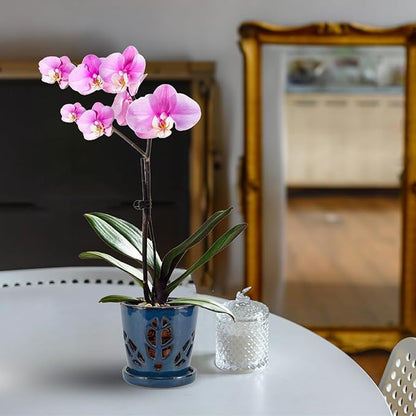 W&W Orchid Pot with Holes and Saucer for Repotting, Blue, 5.5 Inches