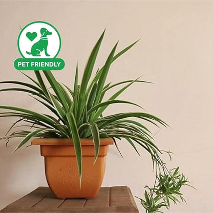 Spider Collection – Bonnie, Reverse & Hawaiian Varieties – Airplane, Pet Friendly Live Indoor Houseplant (8" Spider Plant Reserve)