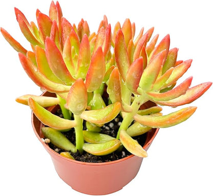 Live Succulents Sedum Adolphi 'Firestorm' (4-inch), Succulent Plants Fully Rooted in Pots with Soil, Easy-Care House Plant for DIY, Home Office Decor, Wedding Party Favor