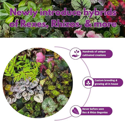 BubbleBlooms Peperomia Assortment, 6 Different peperomias in 2 inch pots Grower's Choice