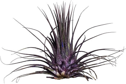 Air Plants - Tillandsia Ionantha - Organically Enhanced Color - Live Arrival Guaranteed - House Plants for Home Decor & Gift (Purple Pansy 3pk)