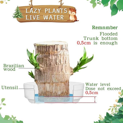 Brazilian Lucky Wood Plant,Fortune Brazil Wood Potted Plant with Owl Figurine,Mini Brazil Decoration, Desk Decor for Home & Office Desktop Planter